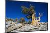 Bristlecone Pine-DLILLC-Mounted Photographic Print