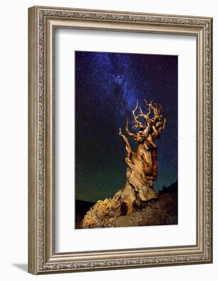 Bristlecone Pine-Tanja Ghirardini-Framed Photographic Print