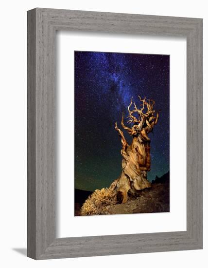 Bristlecone Pine-Tanja Ghirardini-Framed Photographic Print