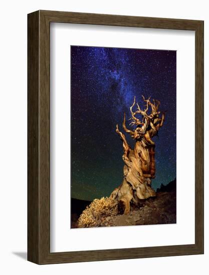 Bristlecone Pine-Tanja Ghirardini-Framed Photographic Print