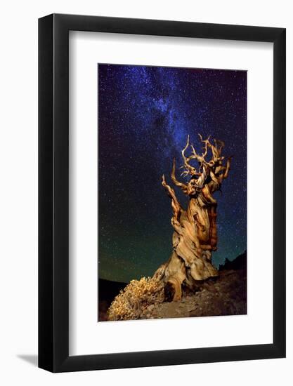 Bristlecone Pine-Tanja Ghirardini-Framed Photographic Print