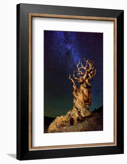 Bristlecone Pine-Tanja Ghirardini-Framed Photographic Print