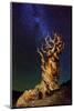 Bristlecone Pine-Tanja Ghirardini-Mounted Photographic Print