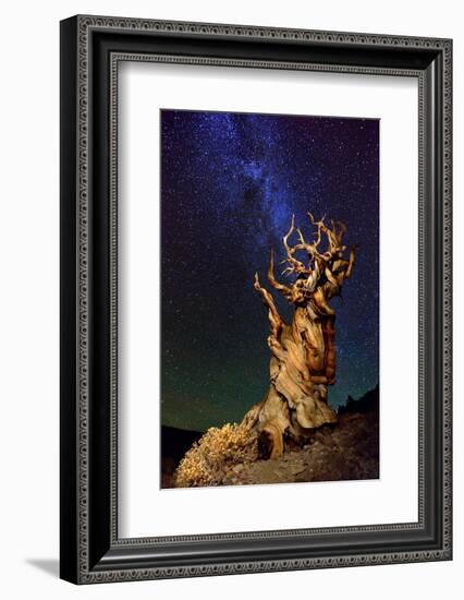 Bristlecone Pine-Tanja Ghirardini-Framed Photographic Print