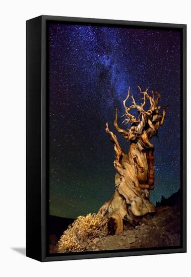 Bristlecone Pine-Tanja Ghirardini-Framed Premier Image Canvas