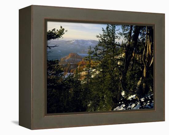 Bristlecone Pines Above Cedar Breaks at Sunset in Wintercedar Breaks National Monument, Utah, USA-Scott T. Smith-Framed Premier Image Canvas