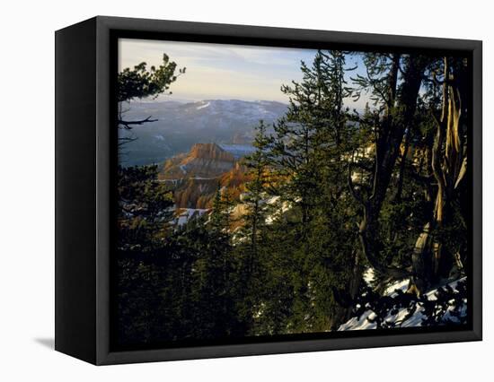 Bristlecone Pines Above Cedar Breaks at Sunset in Wintercedar Breaks National Monument, Utah, USA-Scott T. Smith-Framed Premier Image Canvas