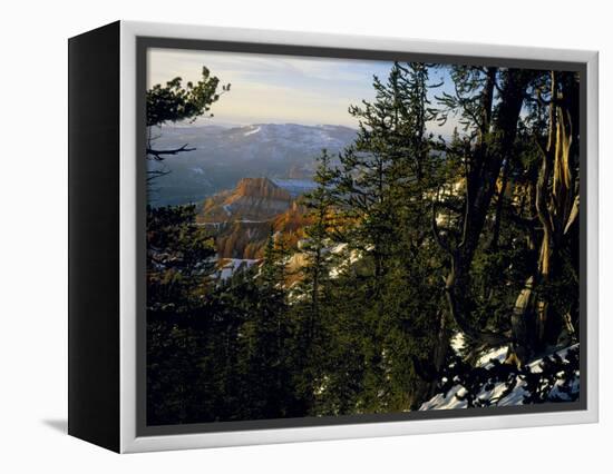 Bristlecone Pines Above Cedar Breaks at Sunset in Wintercedar Breaks National Monument, Utah, USA-Scott T. Smith-Framed Premier Image Canvas