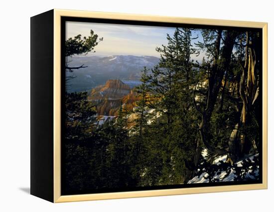 Bristlecone Pines Above Cedar Breaks at Sunset in Wintercedar Breaks National Monument, Utah, USA-Scott T. Smith-Framed Premier Image Canvas