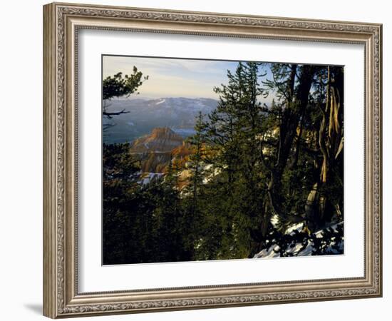 Bristlecone Pines Above Cedar Breaks at Sunset in Wintercedar Breaks National Monument, Utah, USA-Scott T. Smith-Framed Photographic Print