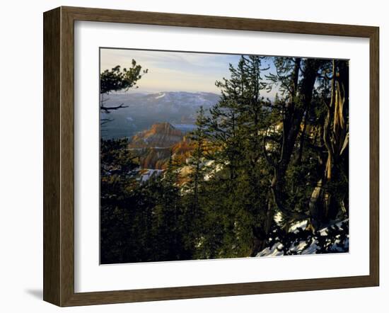 Bristlecone Pines Above Cedar Breaks at Sunset in Wintercedar Breaks National Monument, Utah, USA-Scott T. Smith-Framed Photographic Print