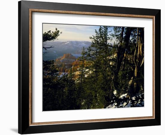 Bristlecone Pines Above Cedar Breaks at Sunset in Wintercedar Breaks National Monument, Utah, USA-Scott T. Smith-Framed Photographic Print