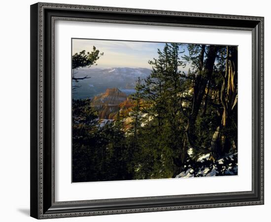 Bristlecone Pines Above Cedar Breaks at Sunset in Wintercedar Breaks National Monument, Utah, USA-Scott T. Smith-Framed Photographic Print