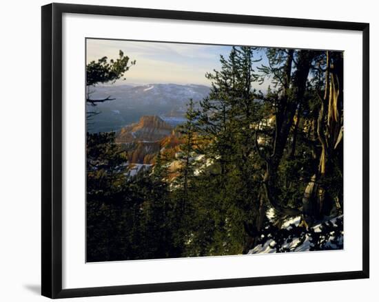 Bristlecone Pines Above Cedar Breaks at Sunset in Wintercedar Breaks National Monument, Utah, USA-Scott T. Smith-Framed Photographic Print