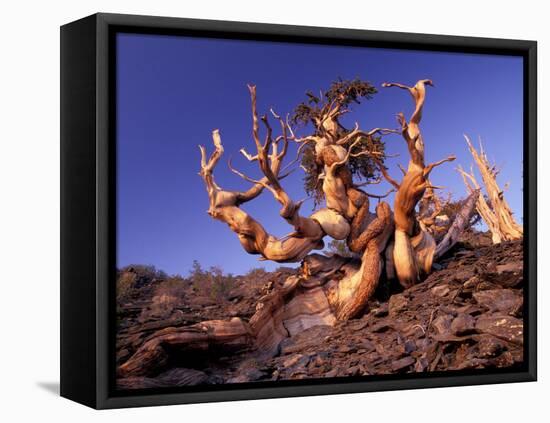 Bristlecone Pines, White Mountains, California, USA-Gavriel Jecan-Framed Premier Image Canvas