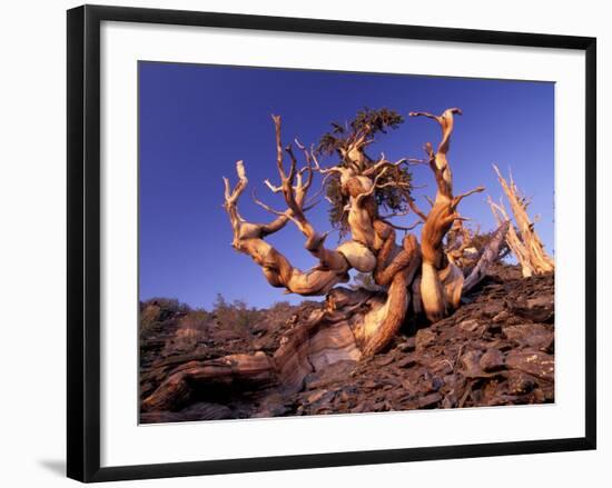 Bristlecone Pines, White Mountains, California, USA-Gavriel Jecan-Framed Photographic Print