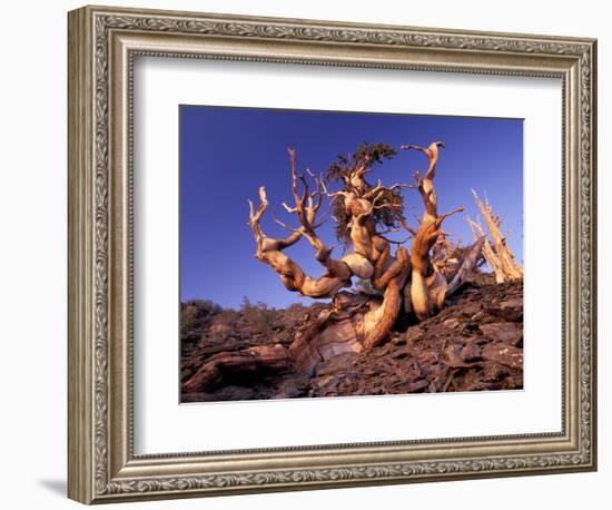 Bristlecone Pines, White Mountains, California, USA-Gavriel Jecan-Framed Photographic Print