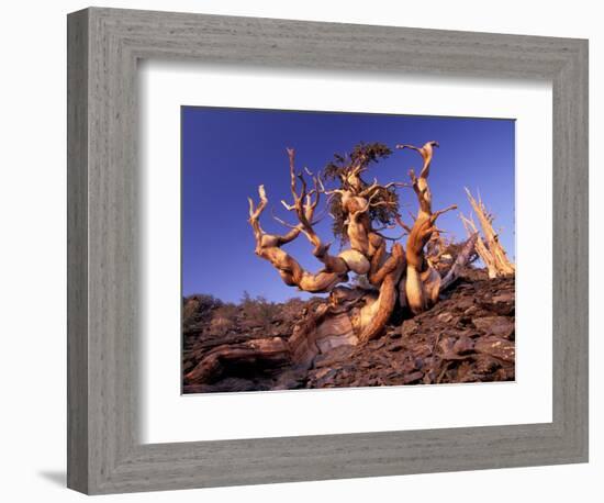 Bristlecone Pines, White Mountains, California, USA-Gavriel Jecan-Framed Photographic Print