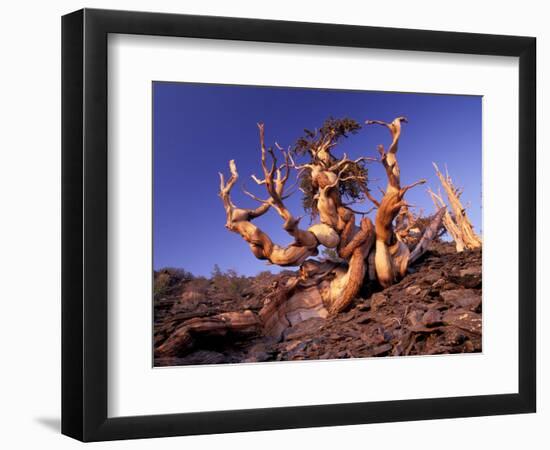 Bristlecone Pines, White Mountains, California, USA-Gavriel Jecan-Framed Photographic Print