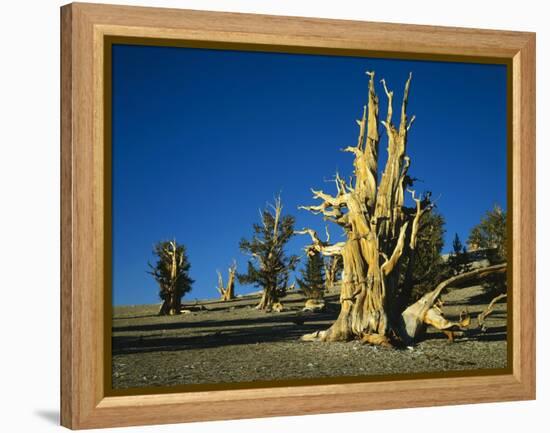 Bristlecone Pines-James Randklev-Framed Premier Image Canvas