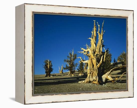 Bristlecone Pines-James Randklev-Framed Premier Image Canvas