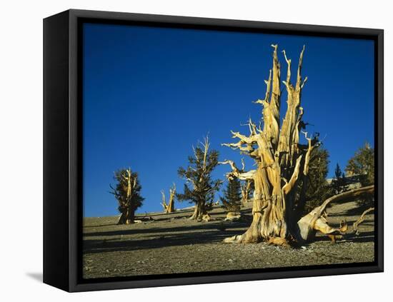 Bristlecone Pines-James Randklev-Framed Premier Image Canvas