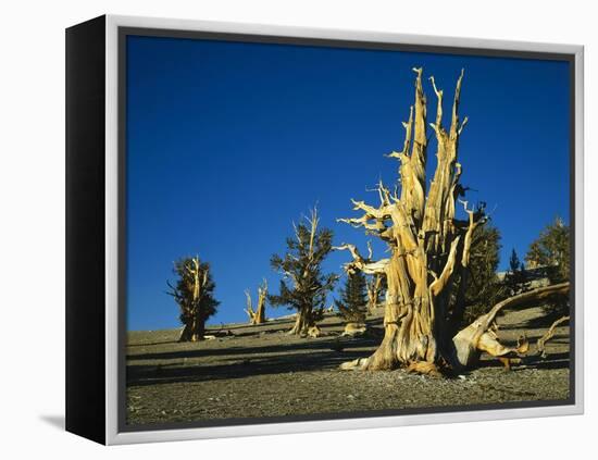 Bristlecone Pines-James Randklev-Framed Premier Image Canvas