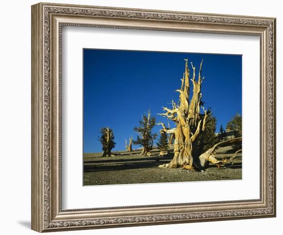 Bristlecone Pines-James Randklev-Framed Photographic Print