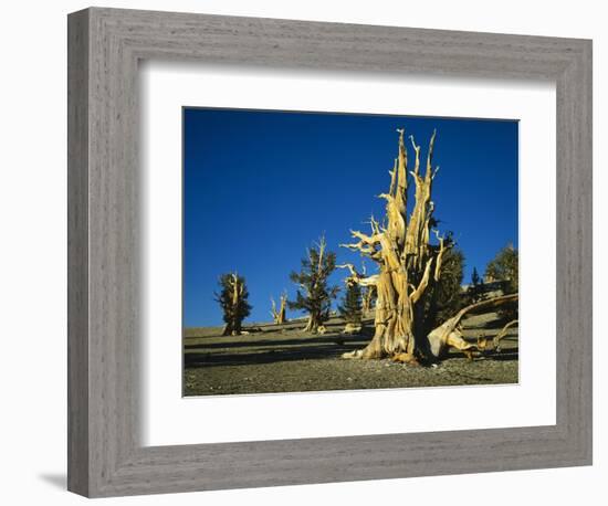 Bristlecone Pines-James Randklev-Framed Photographic Print