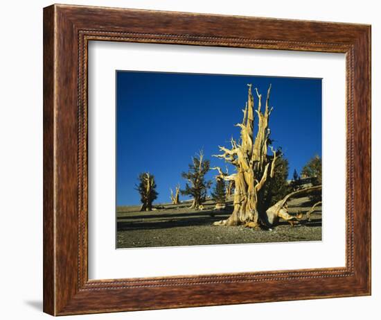 Bristlecone Pines-James Randklev-Framed Photographic Print