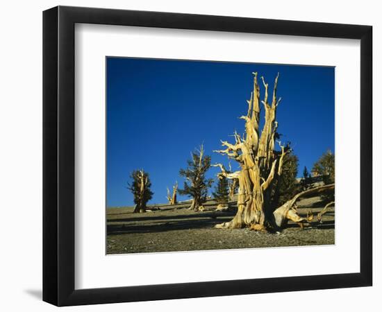 Bristlecone Pines-James Randklev-Framed Photographic Print