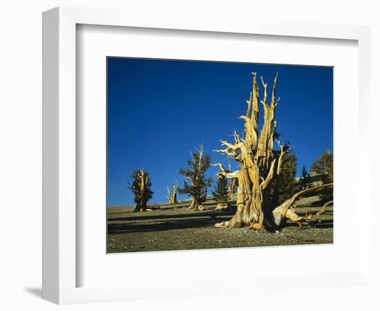 Bristlecone Pines-James Randklev-Framed Photographic Print