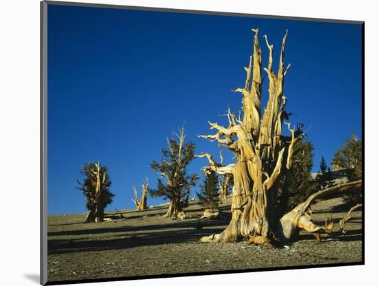 Bristlecone Pines-James Randklev-Mounted Photographic Print
