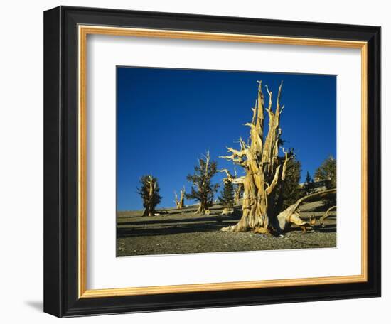 Bristlecone Pines-James Randklev-Framed Photographic Print