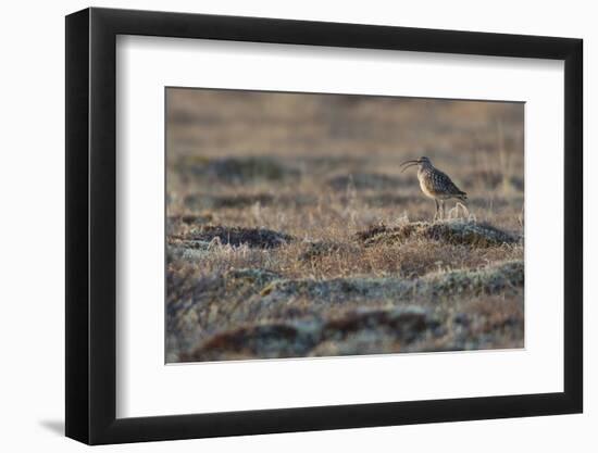 Bristled-Thighed Curlew-Ken Archer-Framed Photographic Print