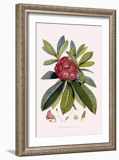 Bristly Rhododendron-John Nugent Fitch-Framed Giclee Print