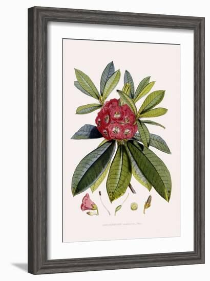 Bristly Rhododendron-John Nugent Fitch-Framed Giclee Print