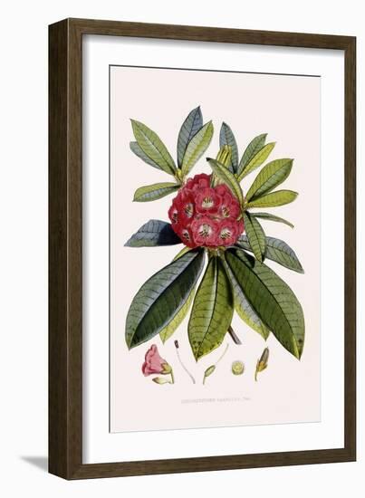 Bristly Rhododendron-John Nugent Fitch-Framed Giclee Print