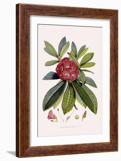 Bristly Rhododendron-John Nugent Fitch-Framed Giclee Print