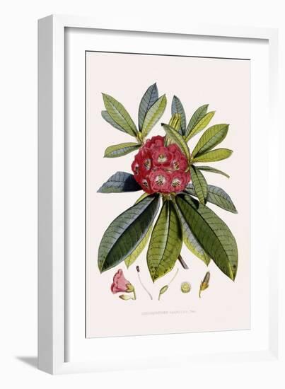 Bristly Rhododendron-John Nugent Fitch-Framed Giclee Print