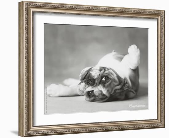 Britdog 2-Rachael Hale-Framed Art Print