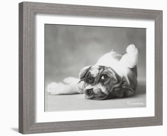 Britdog 2-Rachael Hale-Framed Art Print