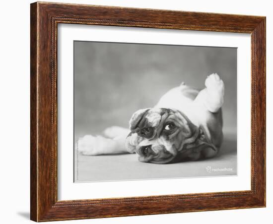 Britdog 2-Rachael Hale-Framed Art Print