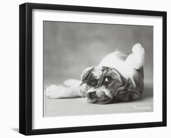 Britdog 2-Rachael Hale-Framed Art Print