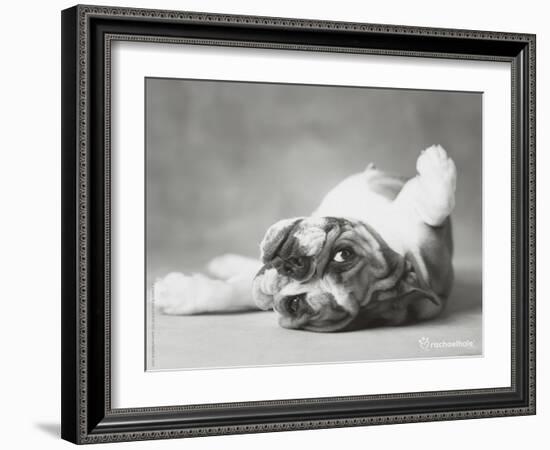 Britdog 2-Rachael Hale-Framed Art Print