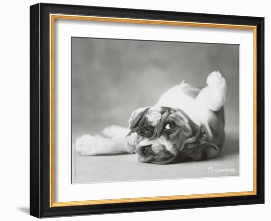 Britdog 2-Rachael Hale-Framed Art Print