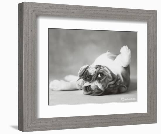 Britdog 2-Rachael Hale-Framed Photographic Print