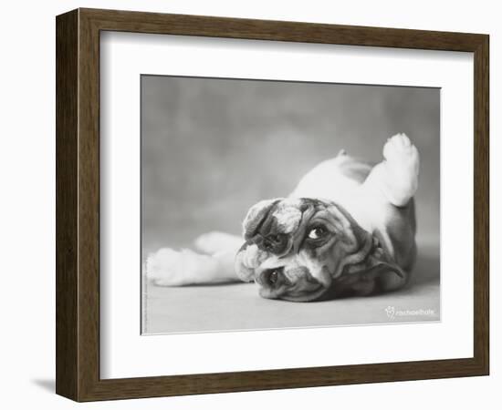 Britdog 2-Rachael Hale-Framed Photographic Print