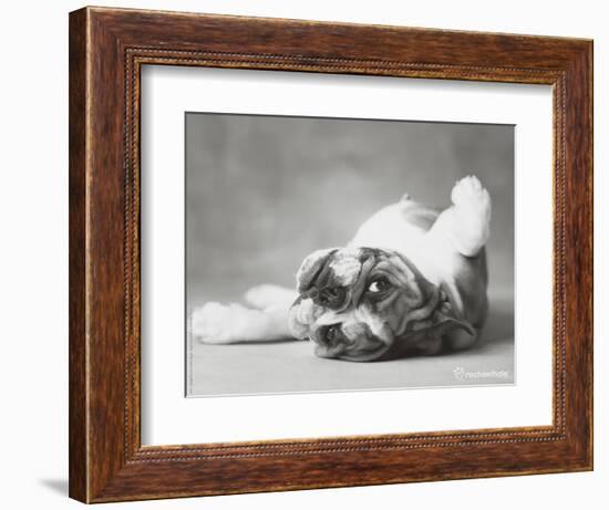 Britdog 2-Rachael Hale-Framed Photographic Print