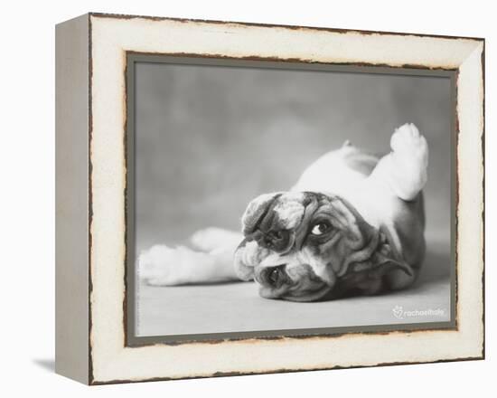 Britdog 2-Rachael Hale-Framed Premier Image Canvas